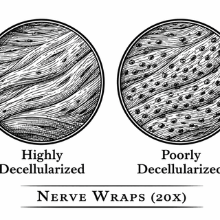 Illustration for Nerve Wraps, Decellularization, and the Tiny Nuclei Problem Hiding in Plain Sight
