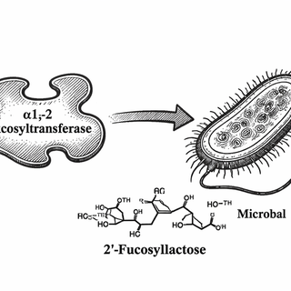 The Enzyme Tuning Story Behind Cleaner 2'-FL Production